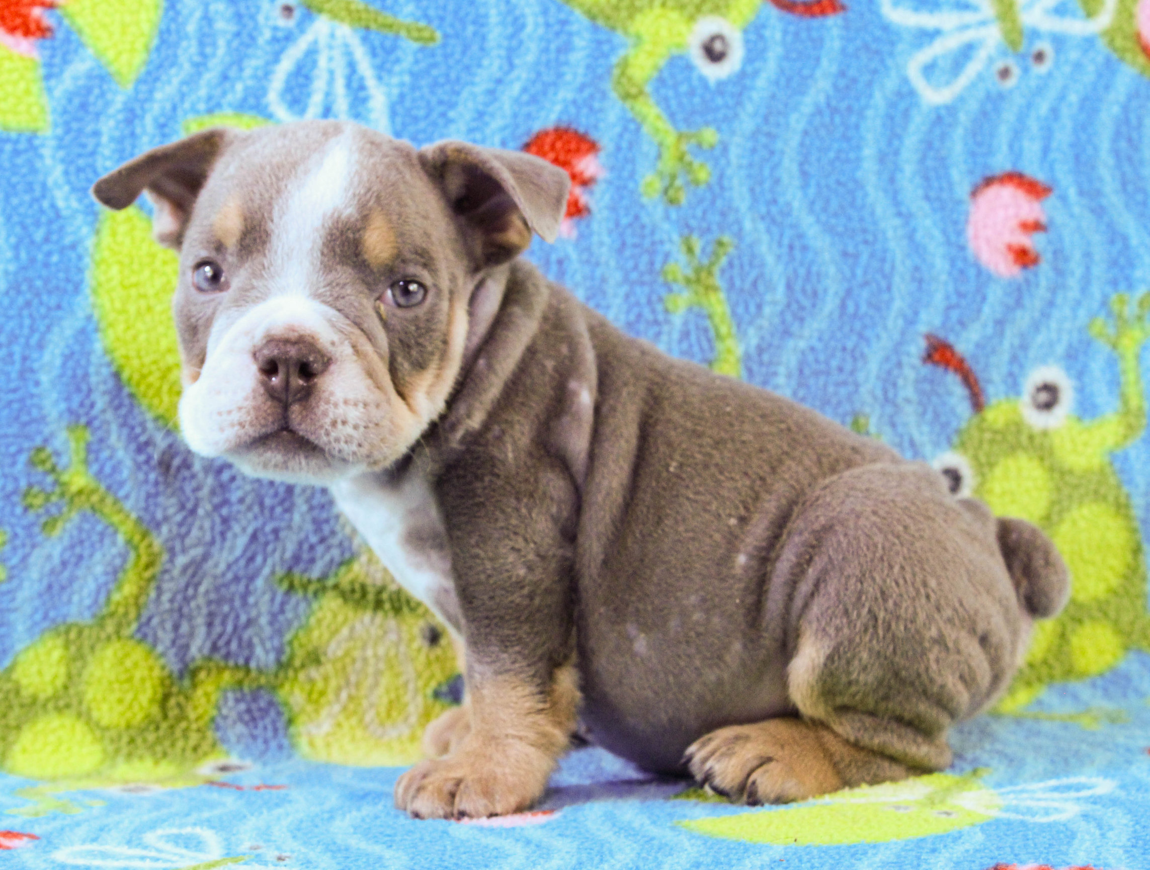 Home of the Smaller AKC English Bulldog Puppies - Newbies