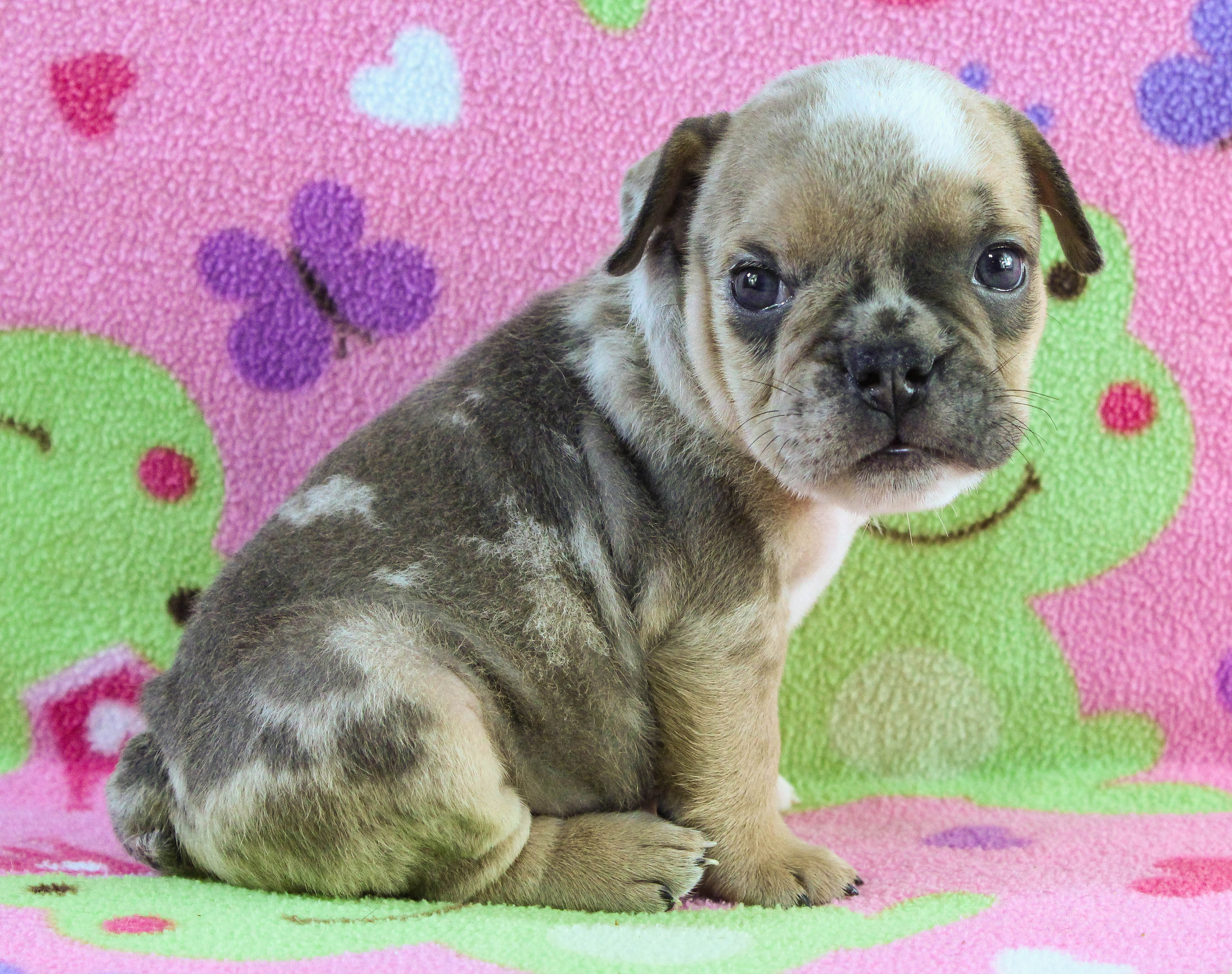 Home of the Smaller AKC English Bulldog Puppies - Newbies