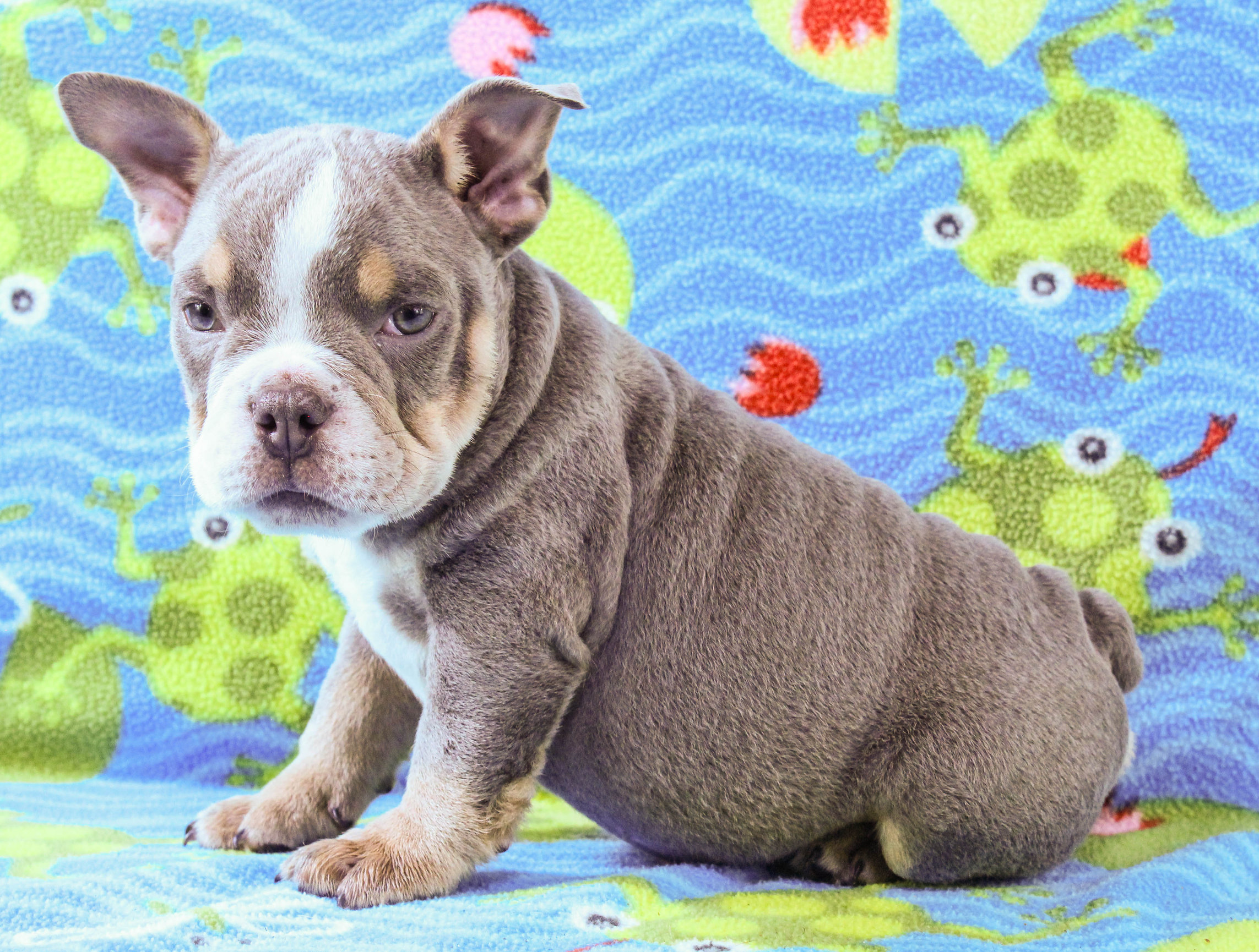 Home of the Smaller AKC English Bulldog Puppies - Newbies