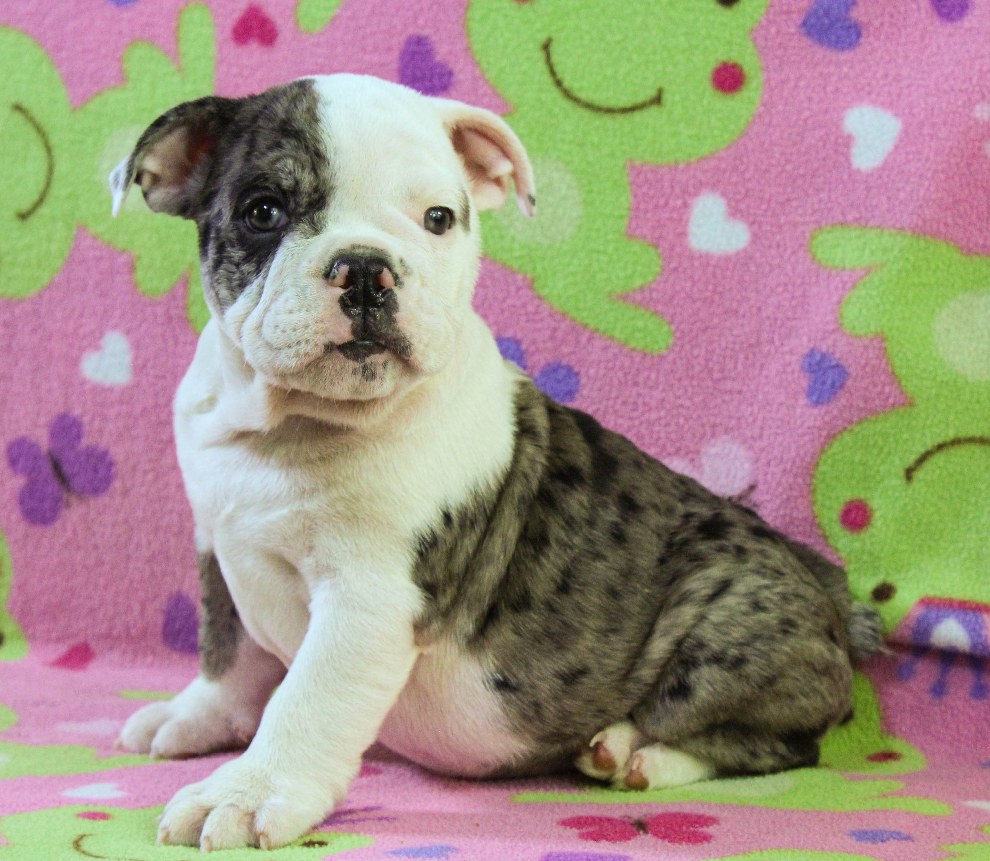 Home of the Smaller AKC English Bulldog Puppies - Newbies