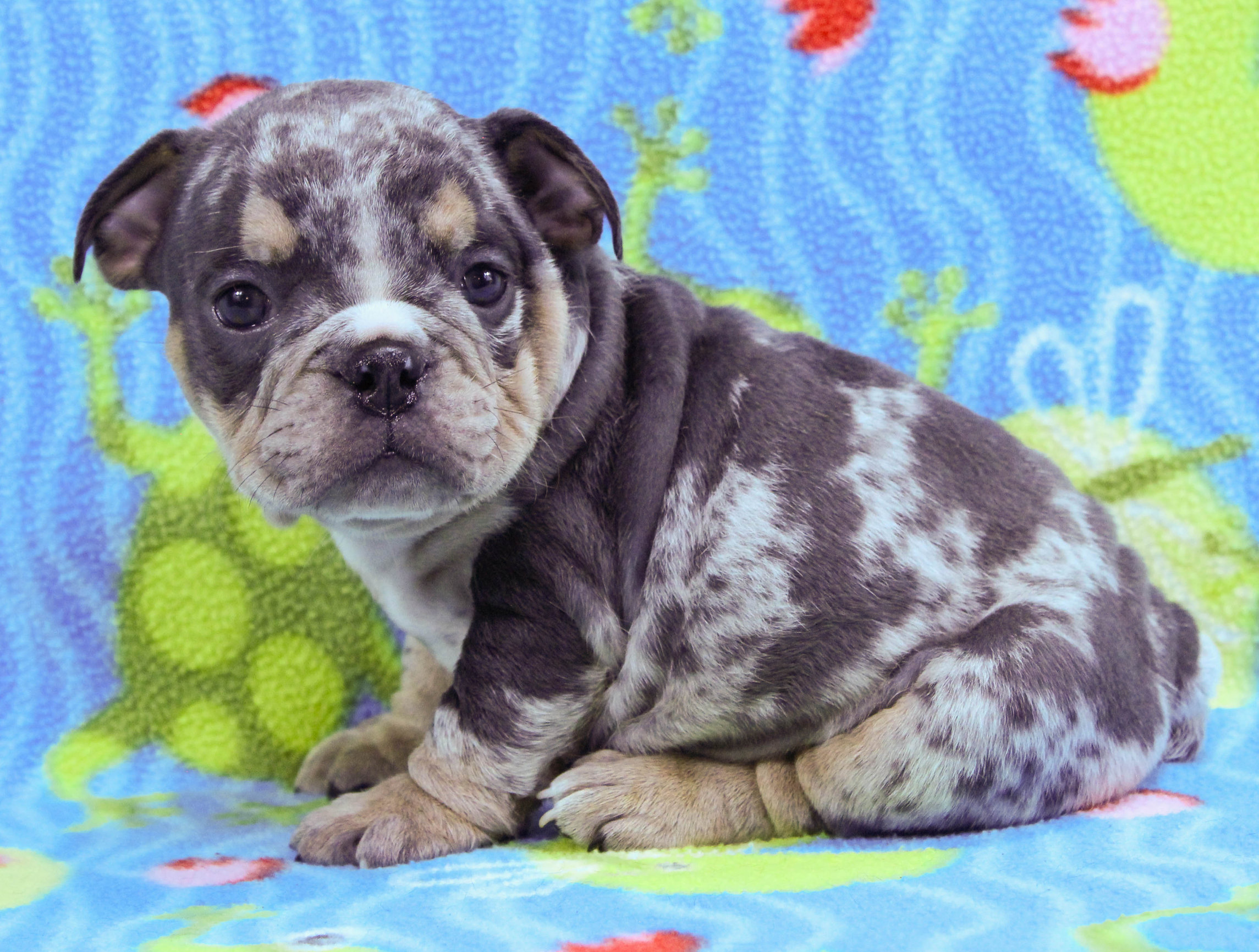 Home of the Smaller AKC English Bulldog Puppies - Newbies