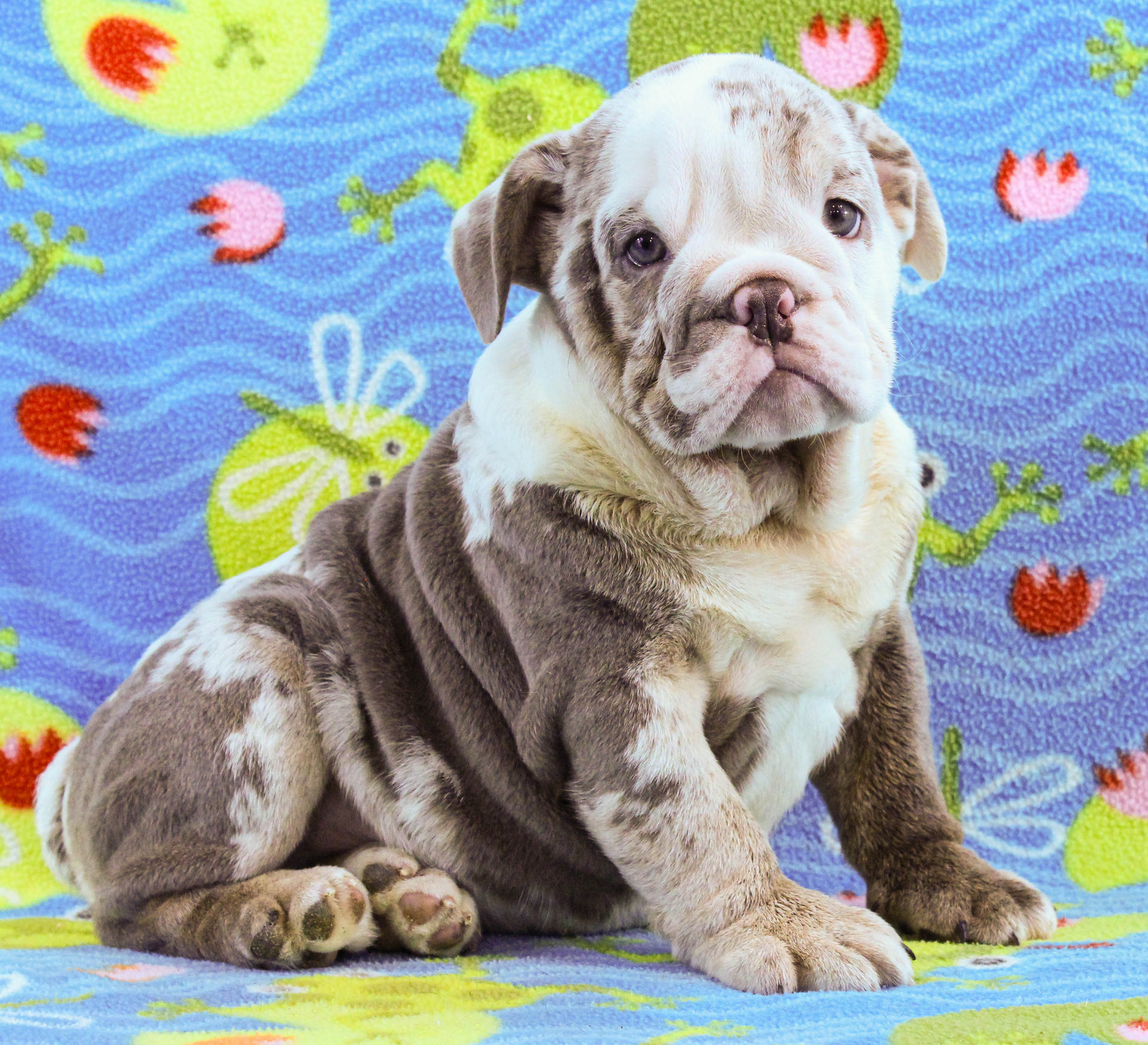Home of the Smaller AKC English Bulldog Puppies - Newbies
