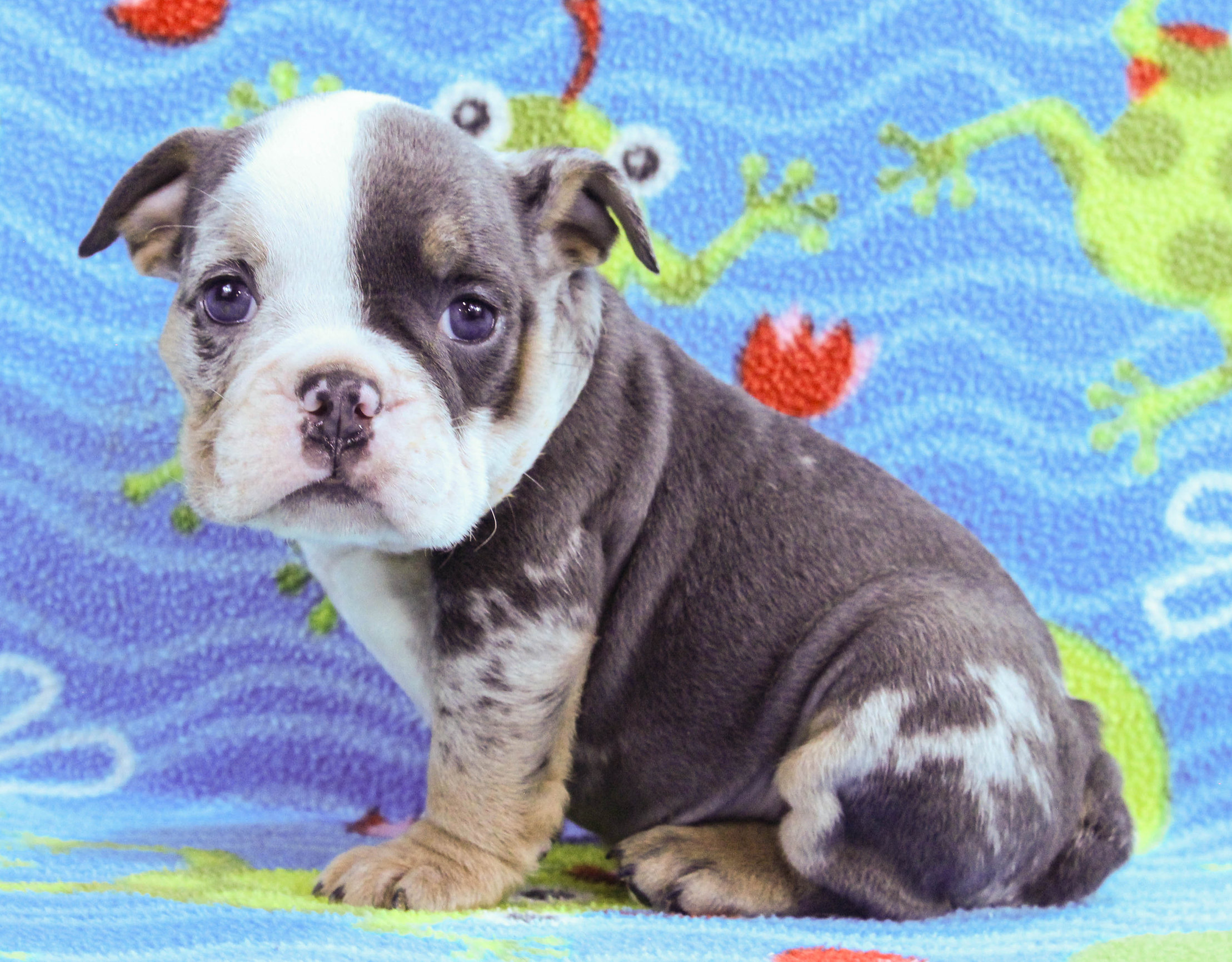 Home of the Smaller AKC English Bulldog Puppies - Newbies