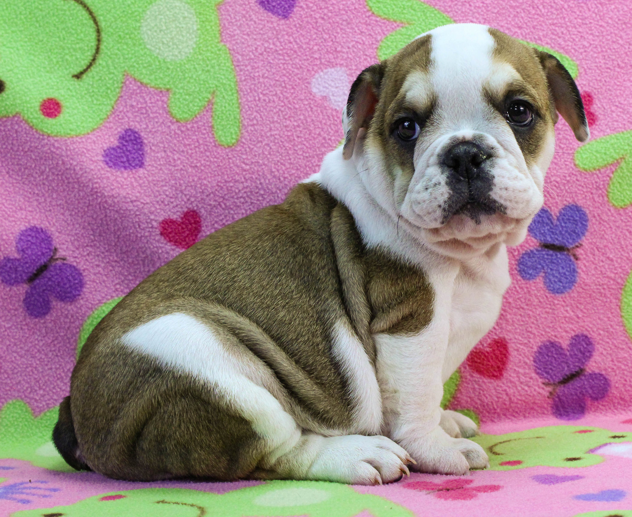 Home of the Smaller AKC English Bulldog Puppies - Newbies