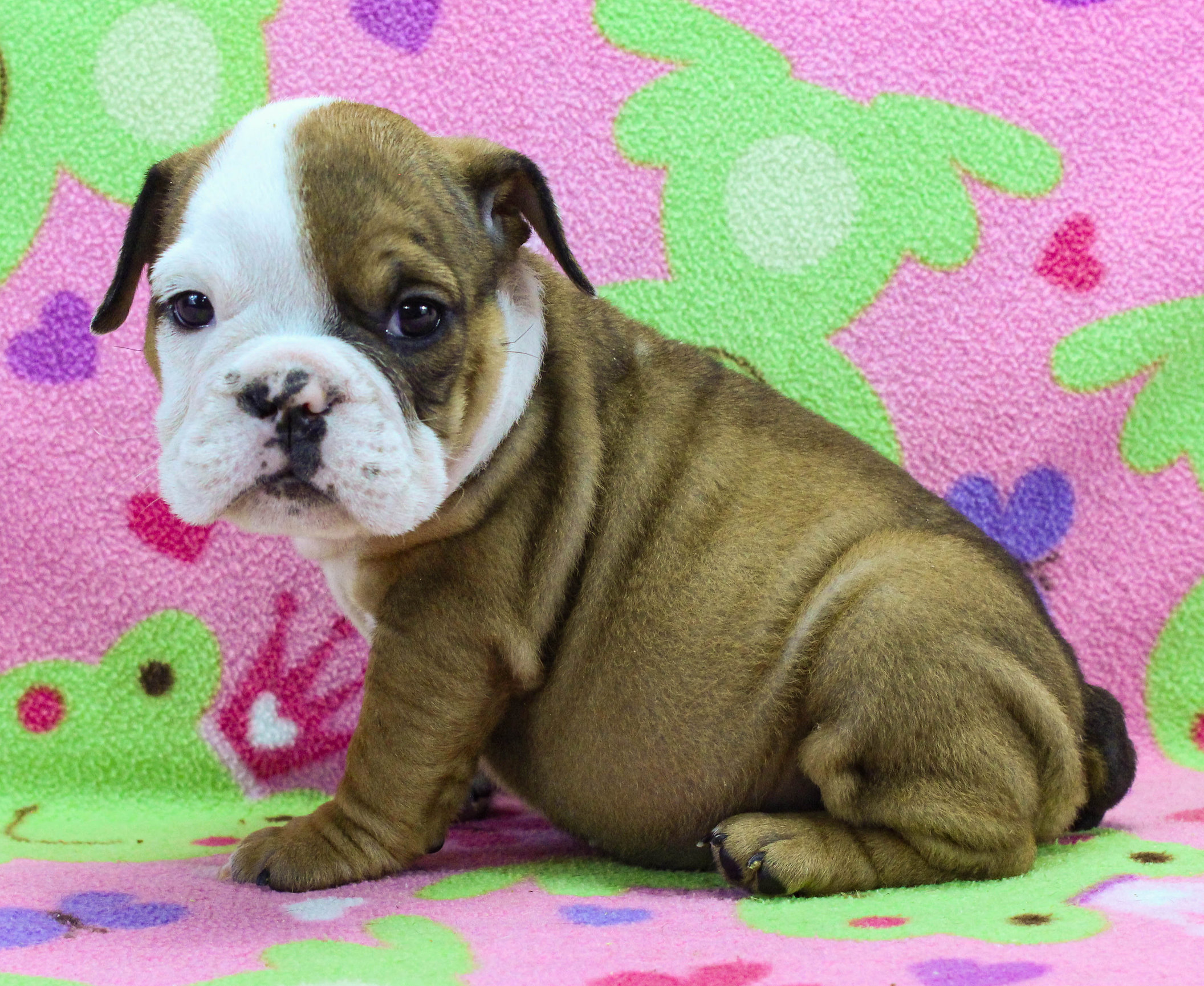 Home of the Smaller AKC English Bulldog Puppies - Newbies