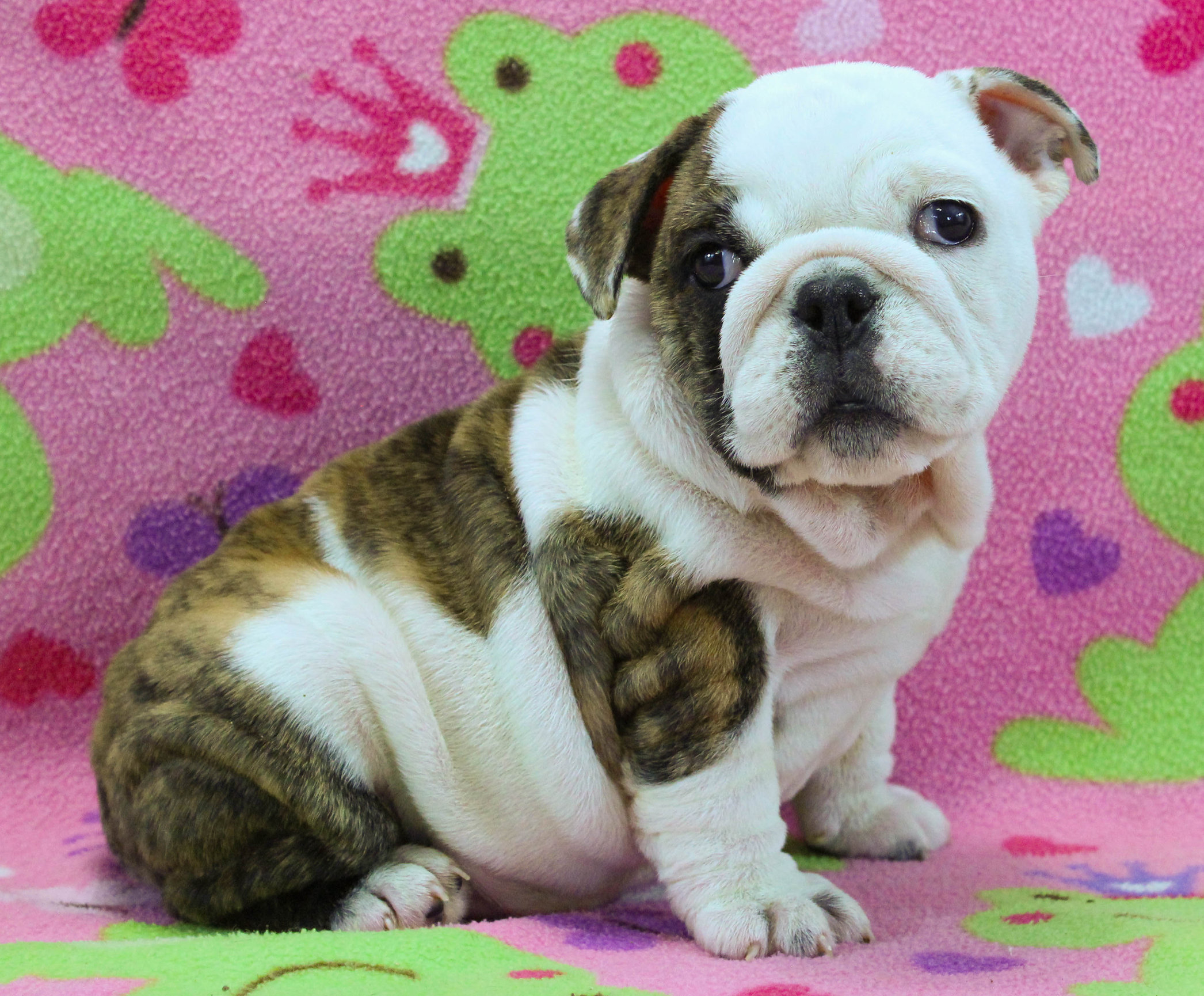 Home of the Smaller AKC English Bulldog Puppies - Newbies