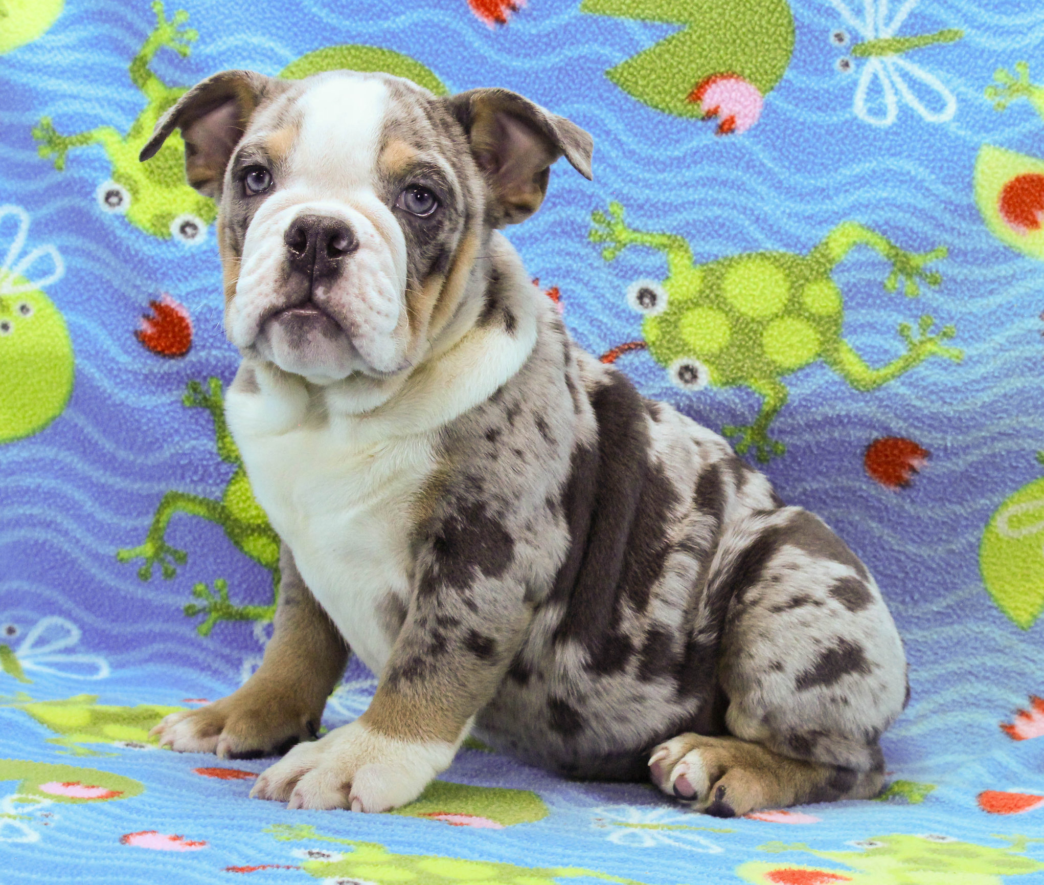 Home of the Smaller AKC English Bulldog Puppies - Newbies