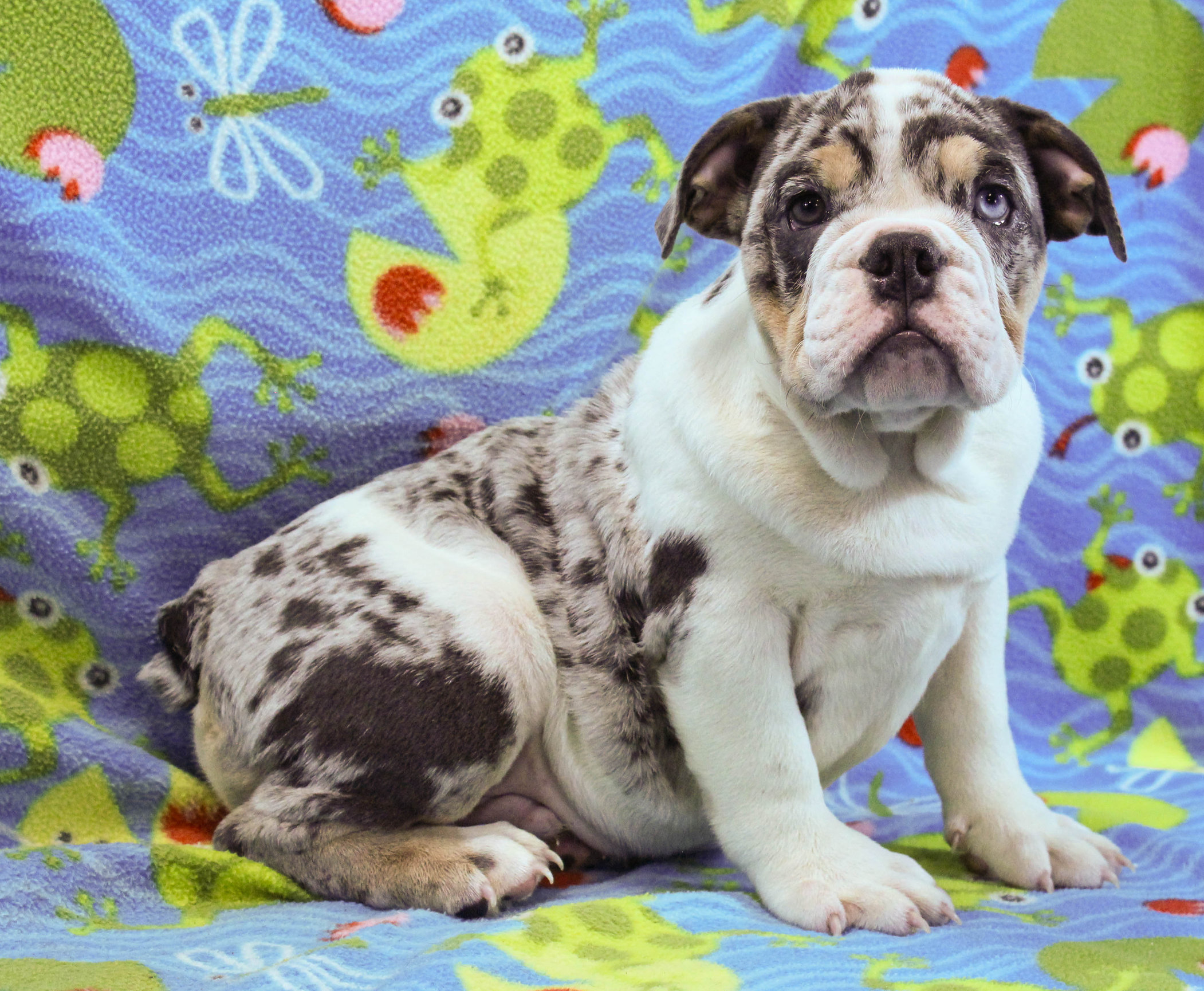 Home of the Smaller AKC English Bulldog Puppies - Newbies