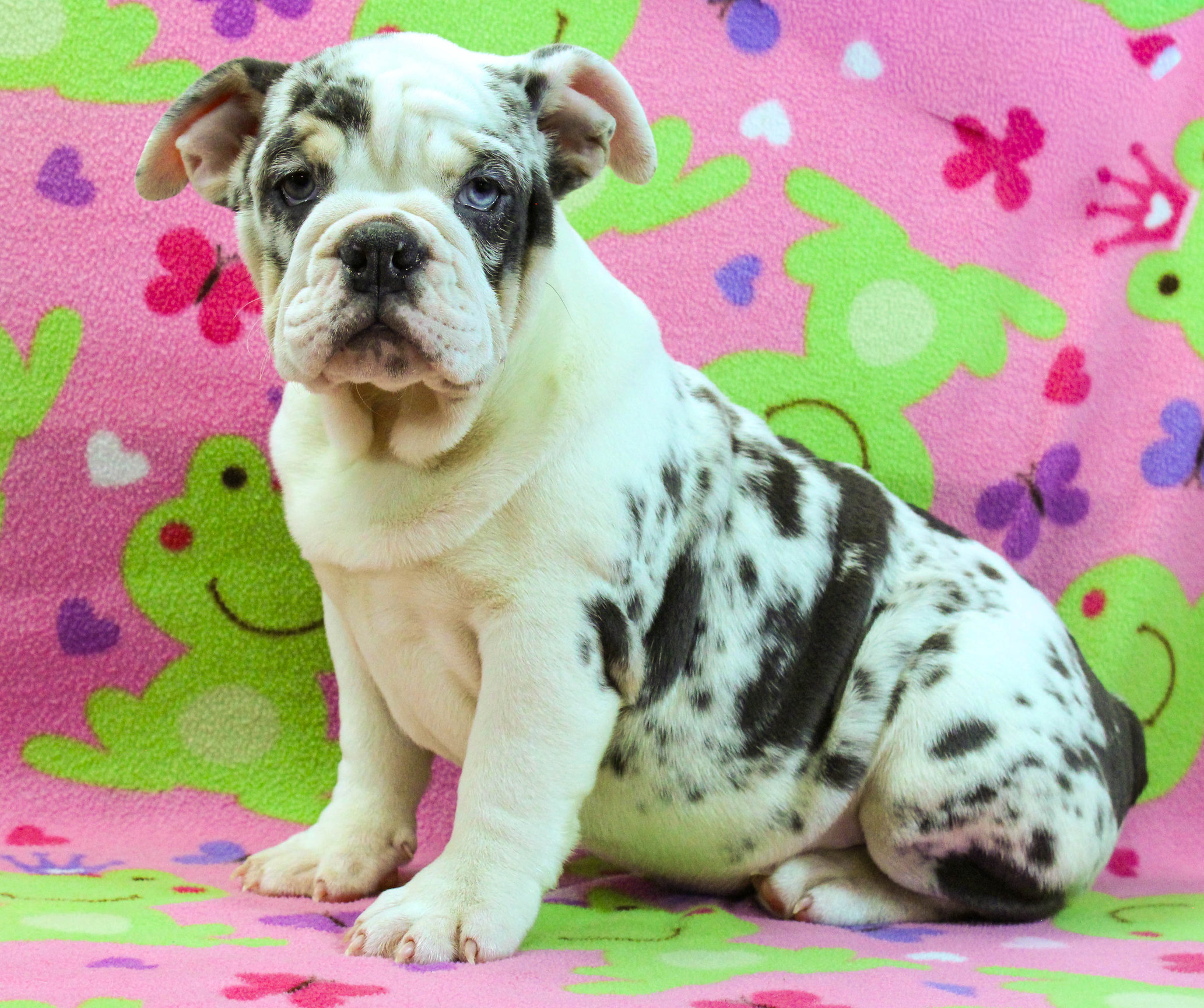 Home of the Smaller AKC English Bulldog Puppies - Newbies