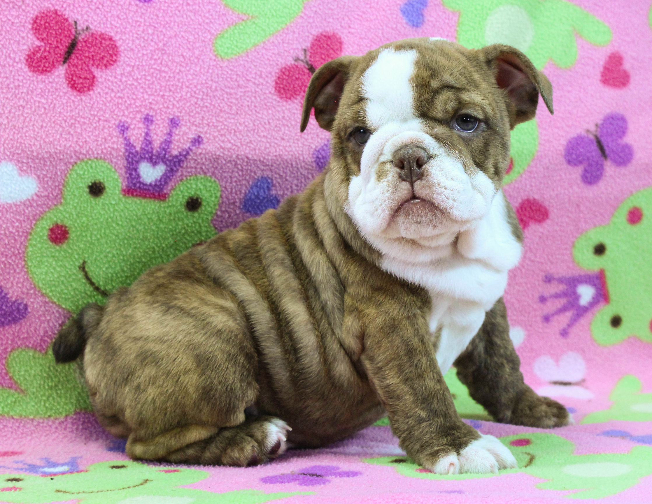 Home of the Smaller AKC English Bulldog Puppies - Newbies