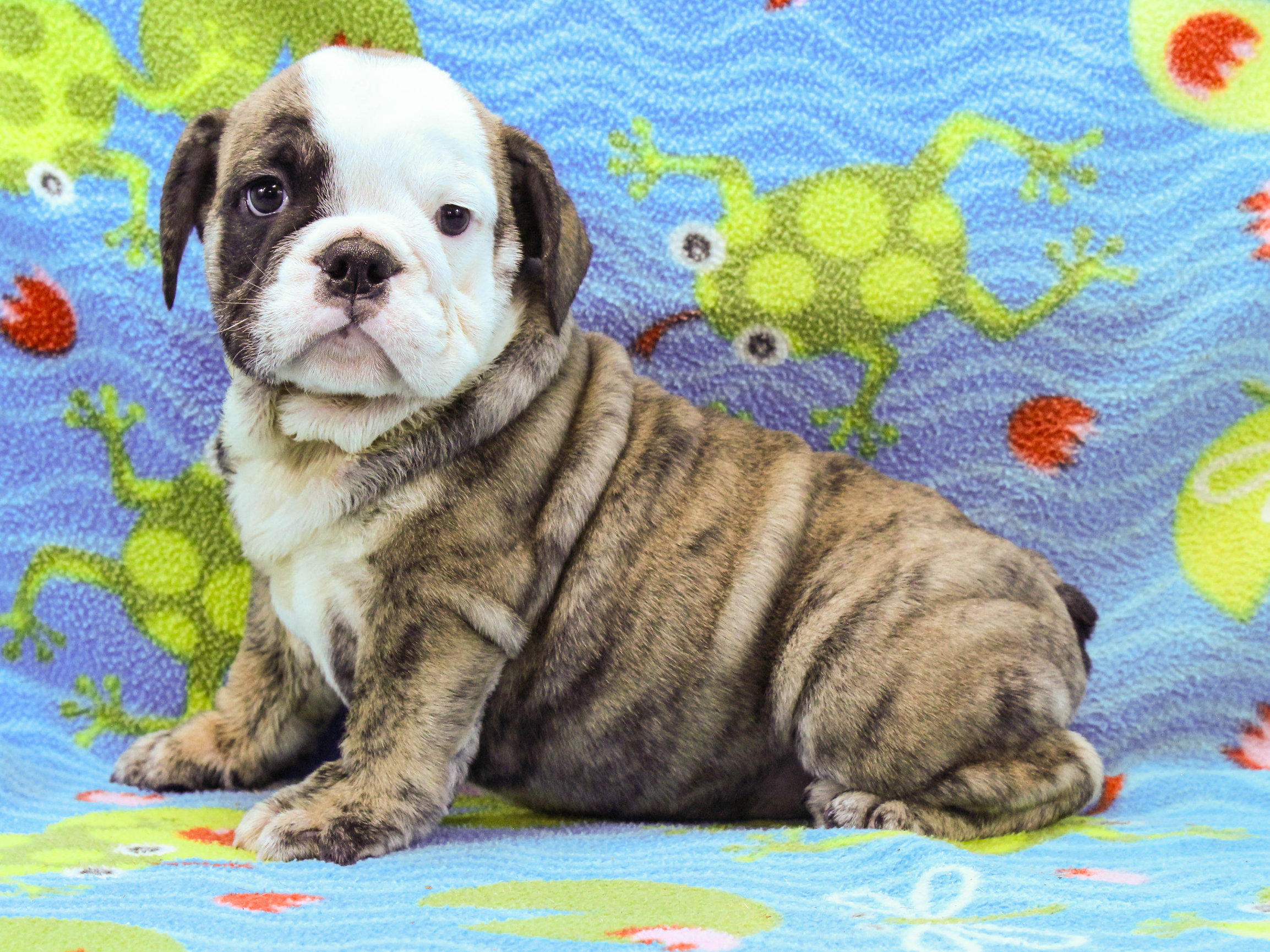 Home of the Smaller AKC English Bulldog Puppies - Newbies