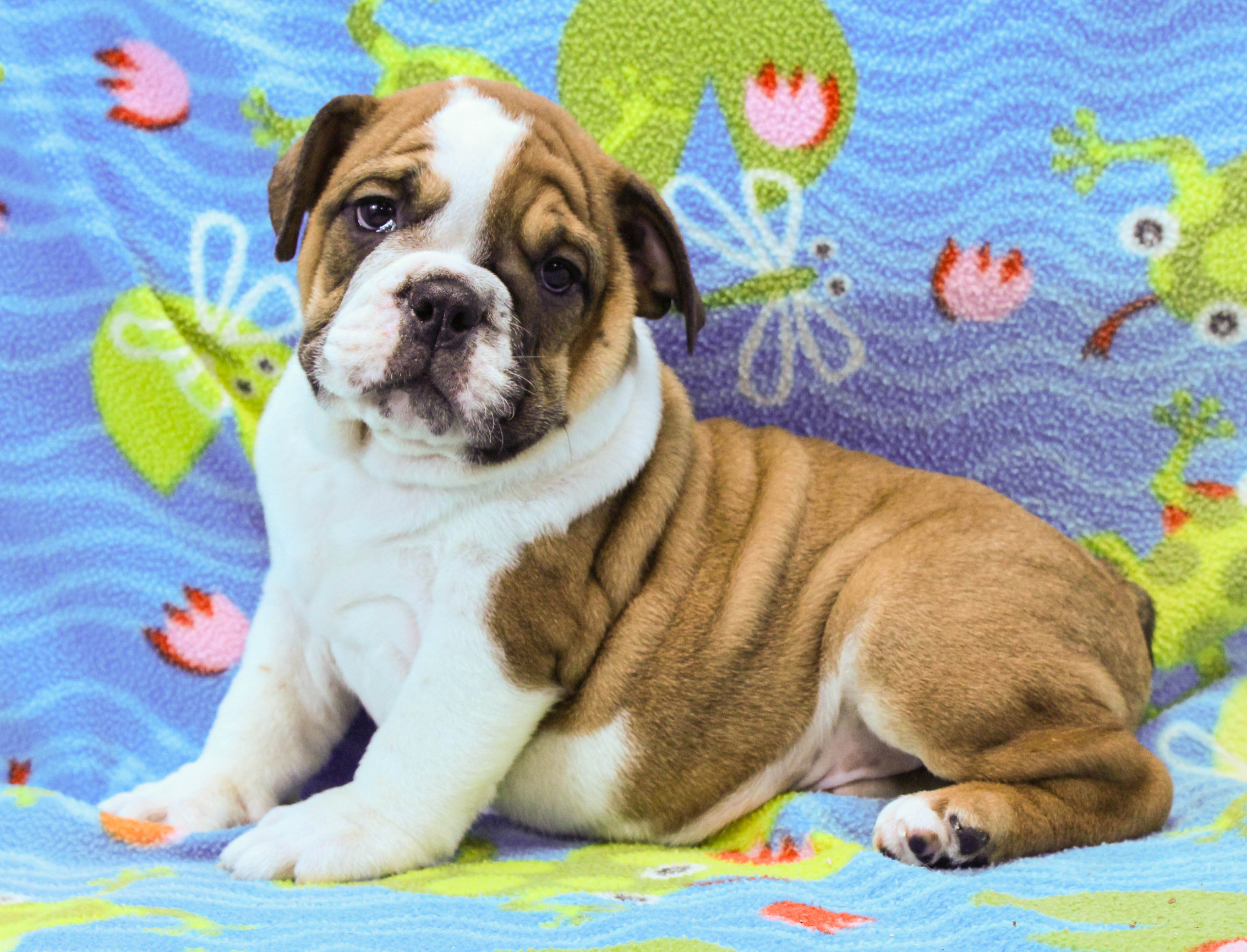 Home of the Smaller AKC English Bulldog Puppies - Newbies