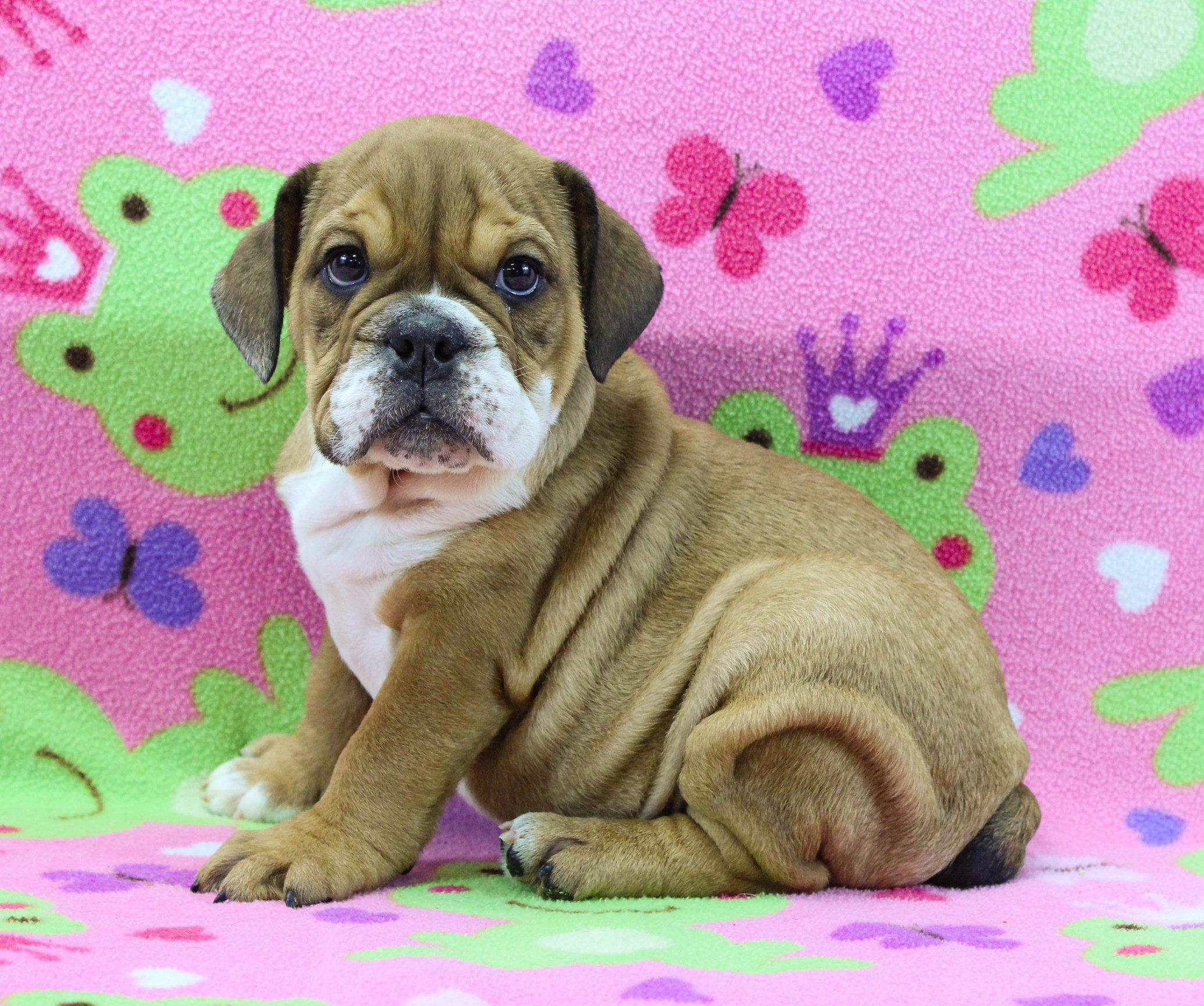 Home of the Smaller AKC English Bulldog Puppies - Newbies