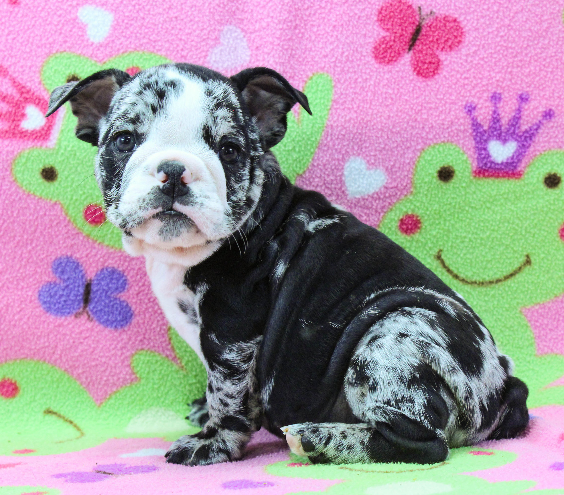 Home of the Smaller AKC English Bulldog Puppies - Newbies