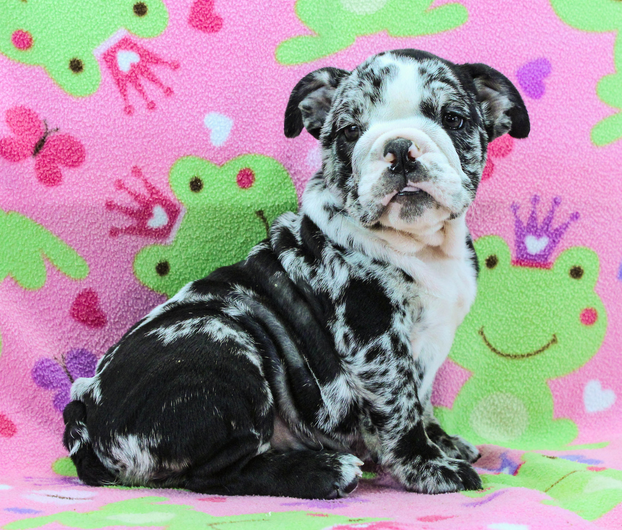 Home of the Smaller AKC English Bulldog Puppies - Newbies