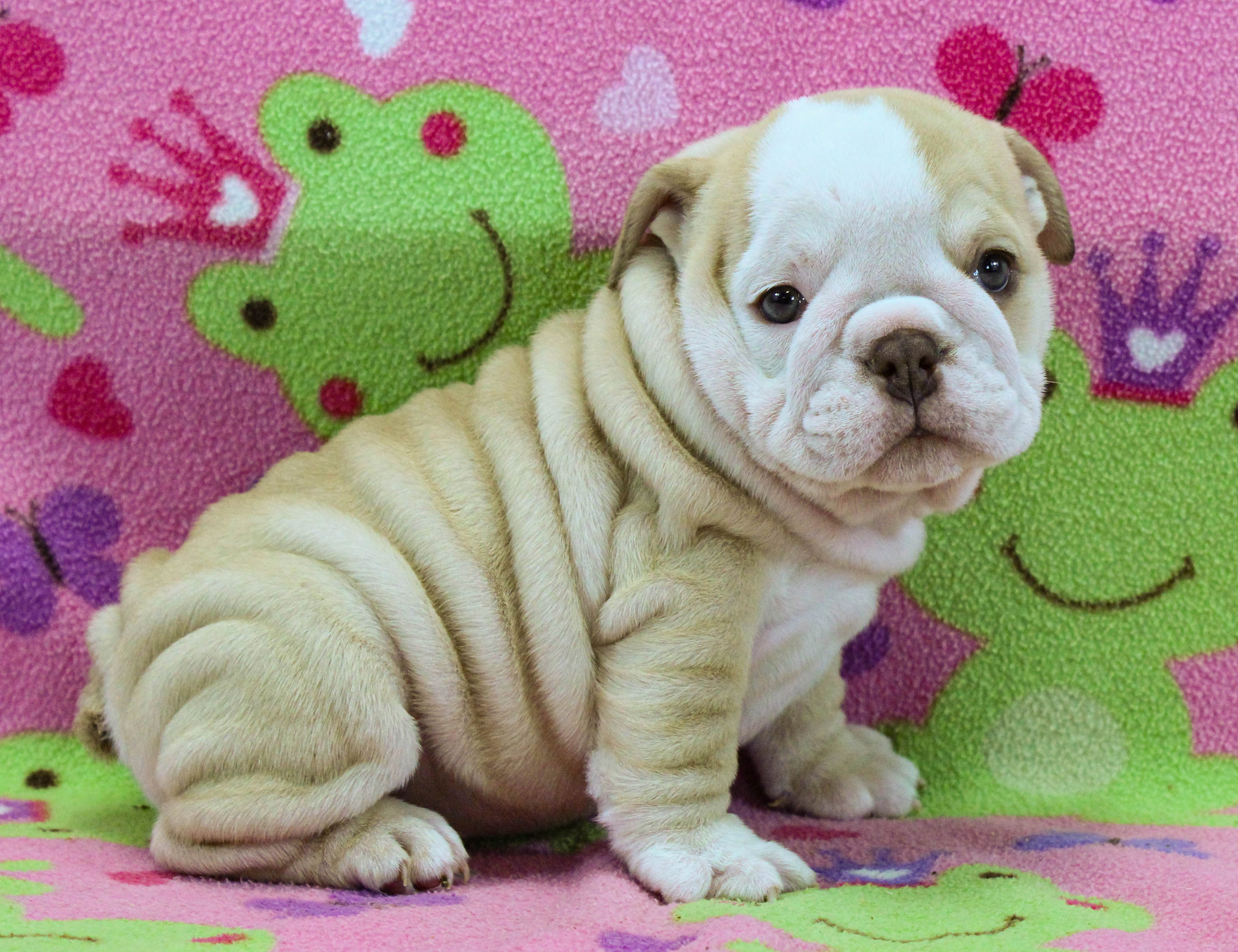 Home of the Smaller AKC English Bulldog Puppies - Newbies