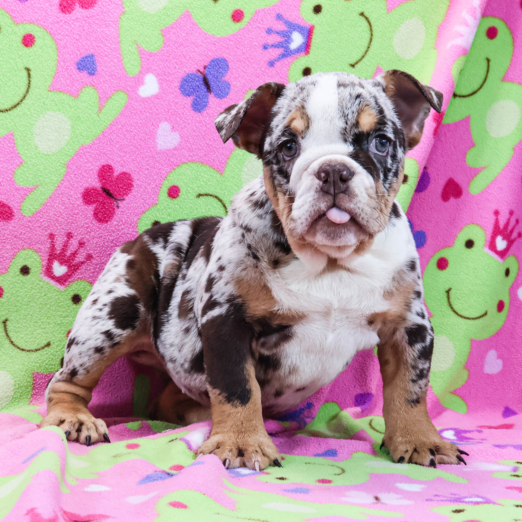 Home of the Smaller AKC English Bulldog Puppies - Newbies