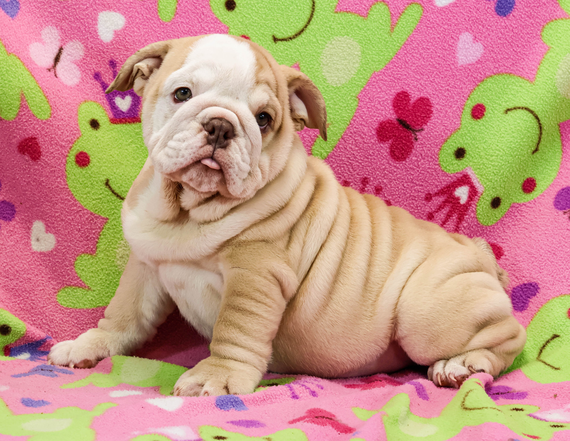 Home of the Smaller AKC English Bulldog Puppies - Newbies