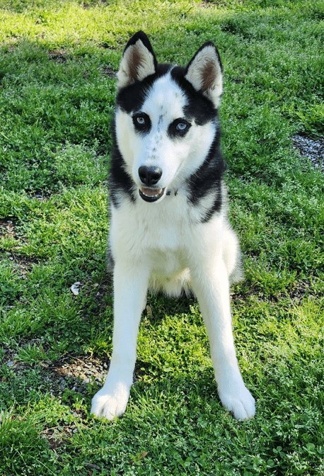 DOGS - SPCA of the Triad